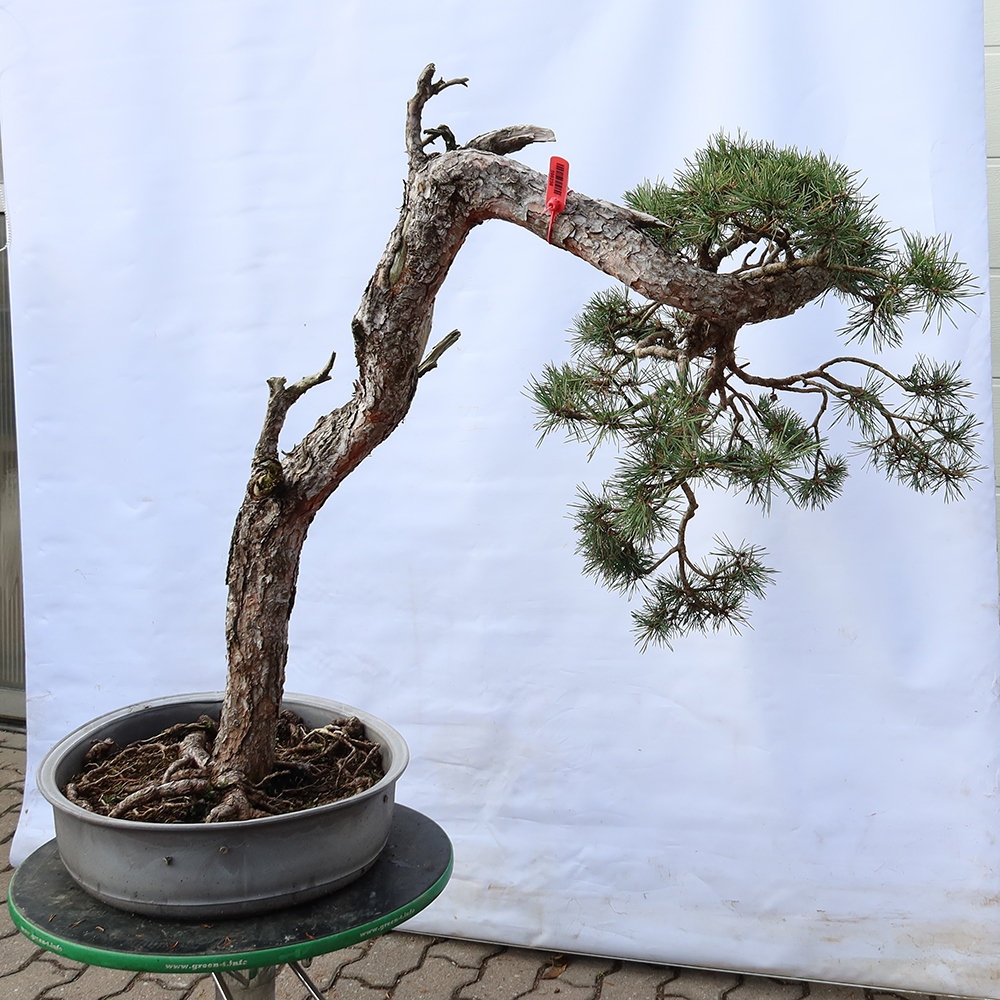 Pinus sylvestris Španielsko – borovica lesná