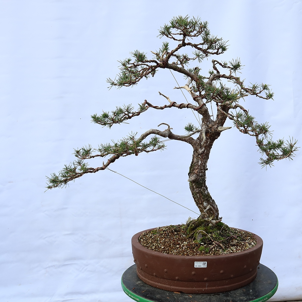 Pinus sylvestris Španielsko – borovica lesná