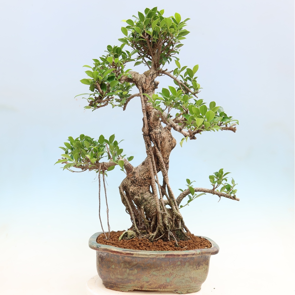Izbové bonsaje - Ficus kimmen - drobnolistý fikus