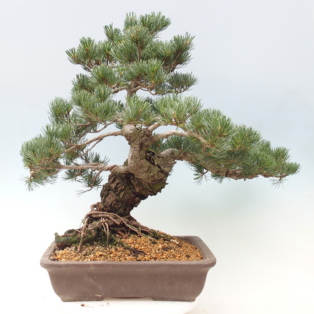 Vonkajšie bonsaje - Pinus parviflora - Pinus parviflora