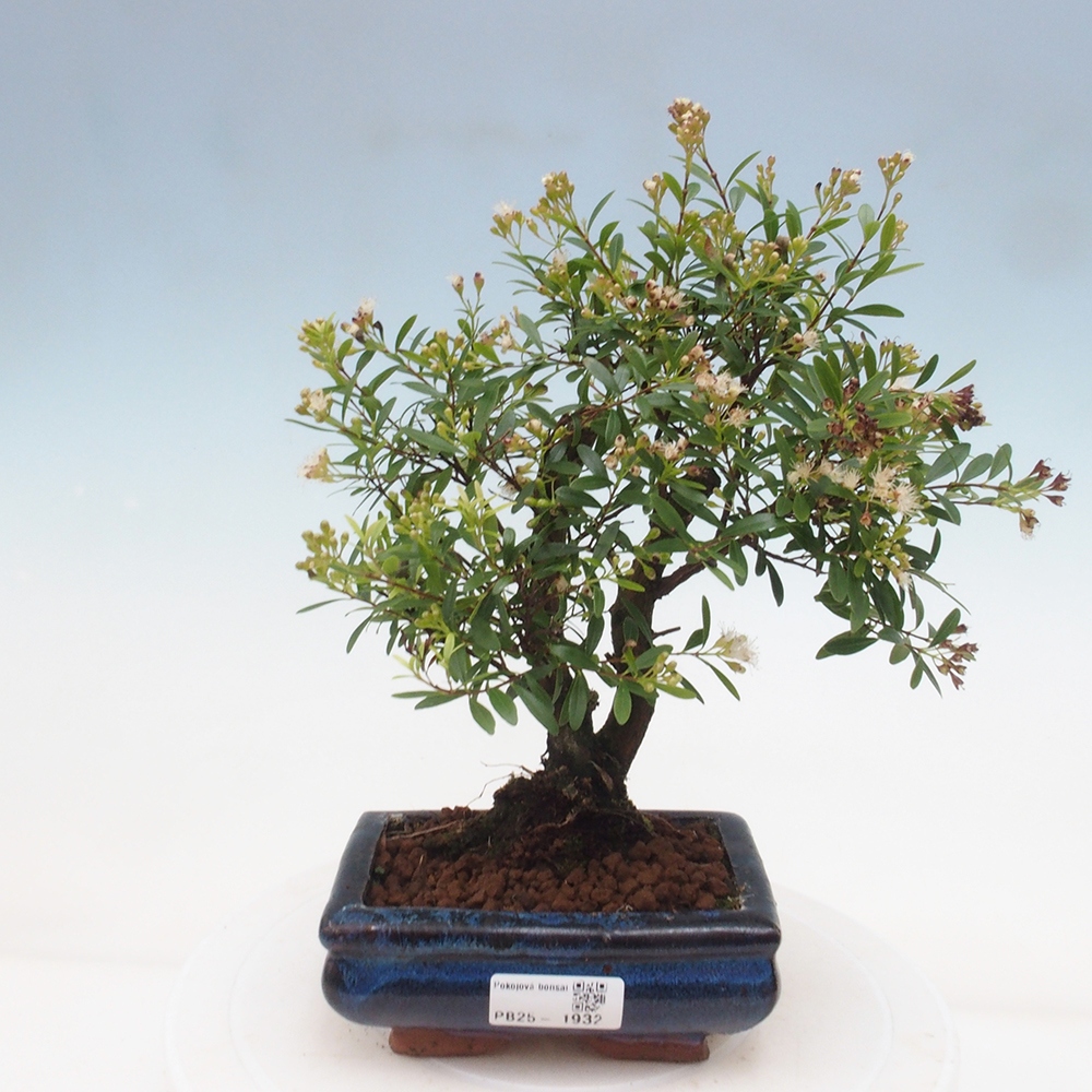 Izbová bonsai - Syzygium - pimentovníka