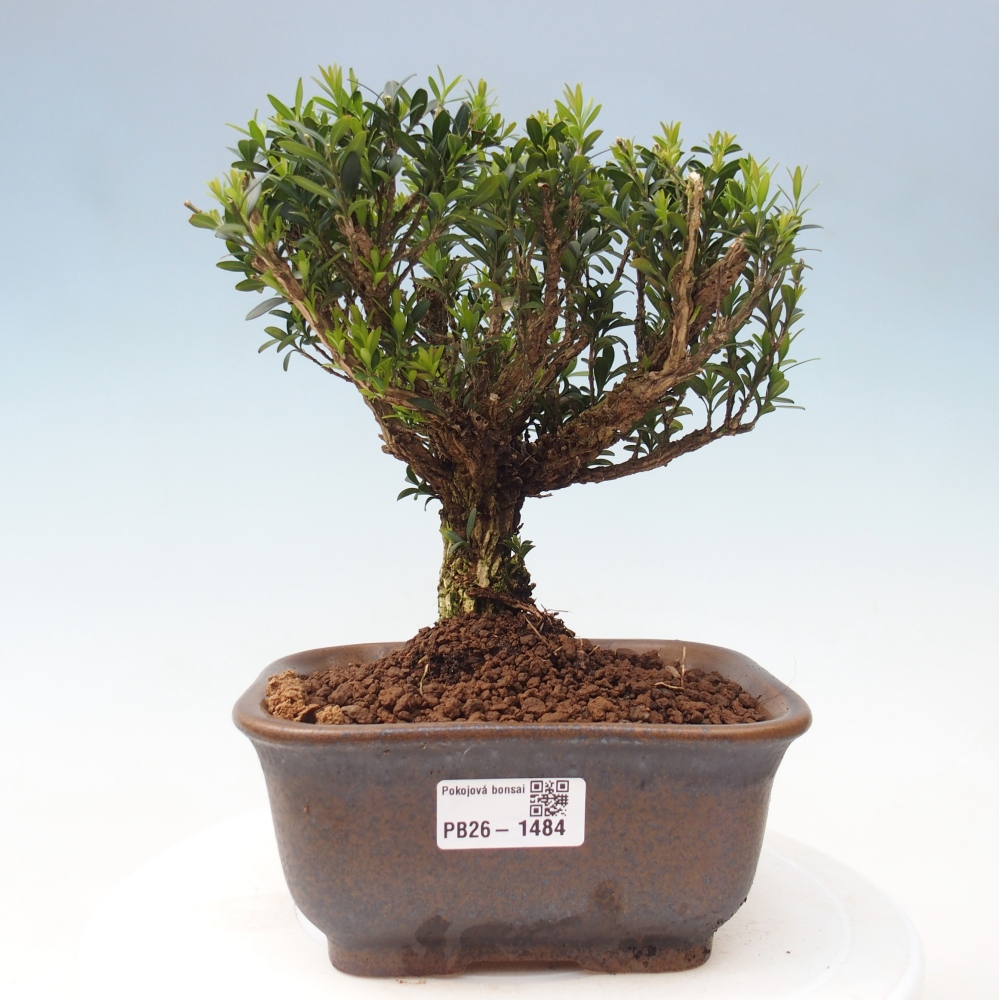 Izbové bonsaje - Buxus harlandii - korkový buxus