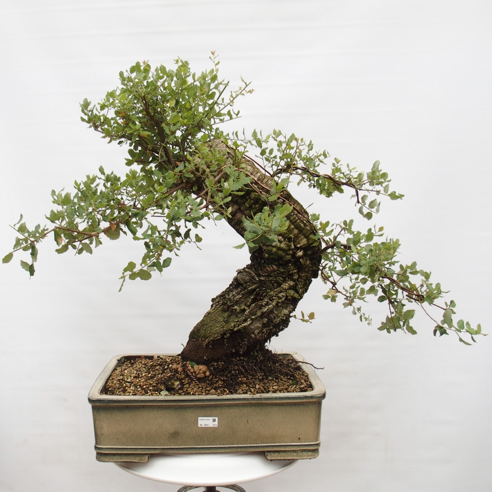 vonkajšie bonsai Quercus suber - Korkový dub