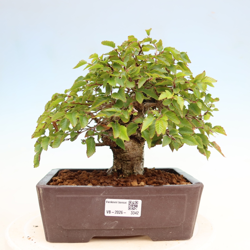 Vonkajší bonsaj -Carpinus coreana - Hrab kórejský