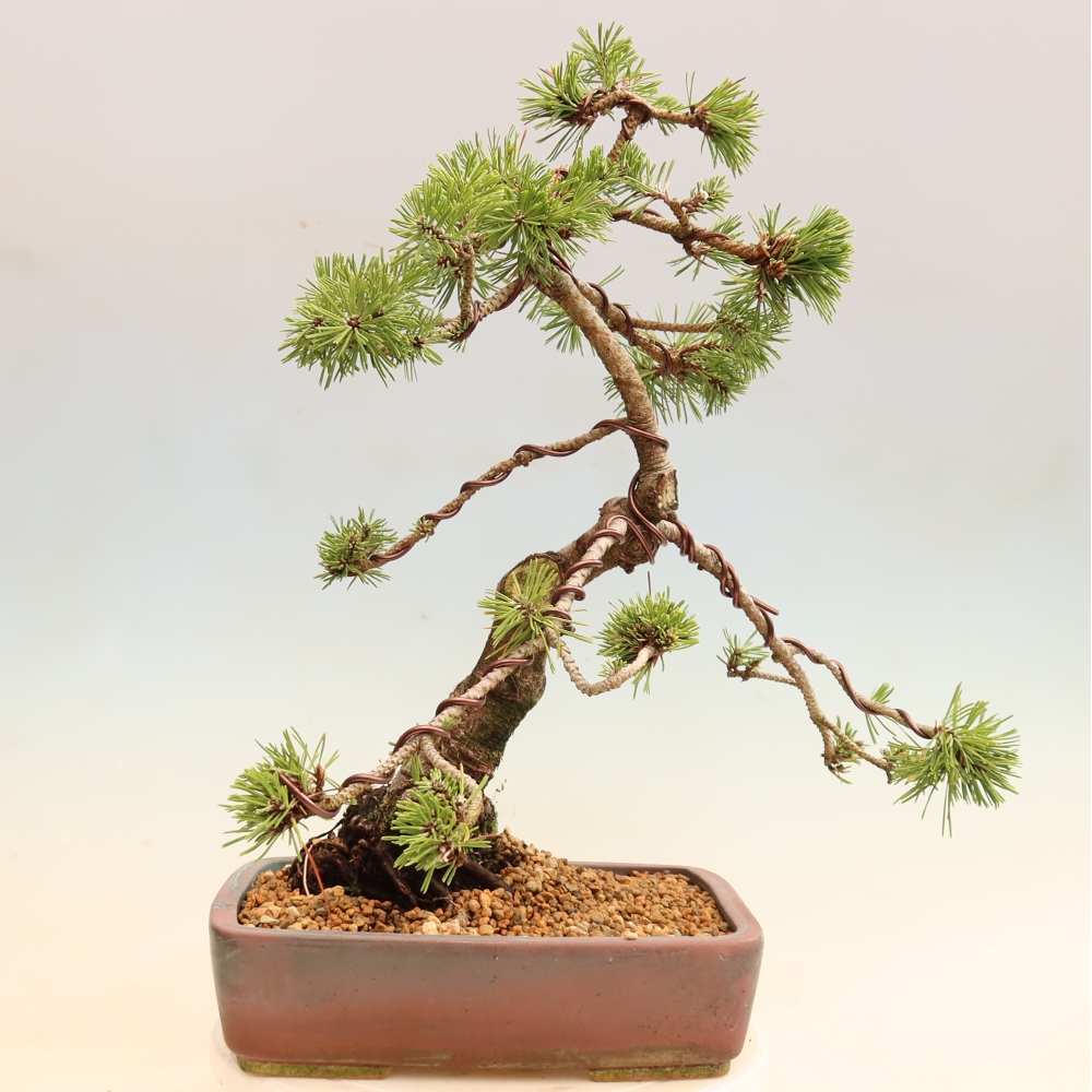 Vonkajšie bonsaje – Pinus mugo Humpy – borovica krivá