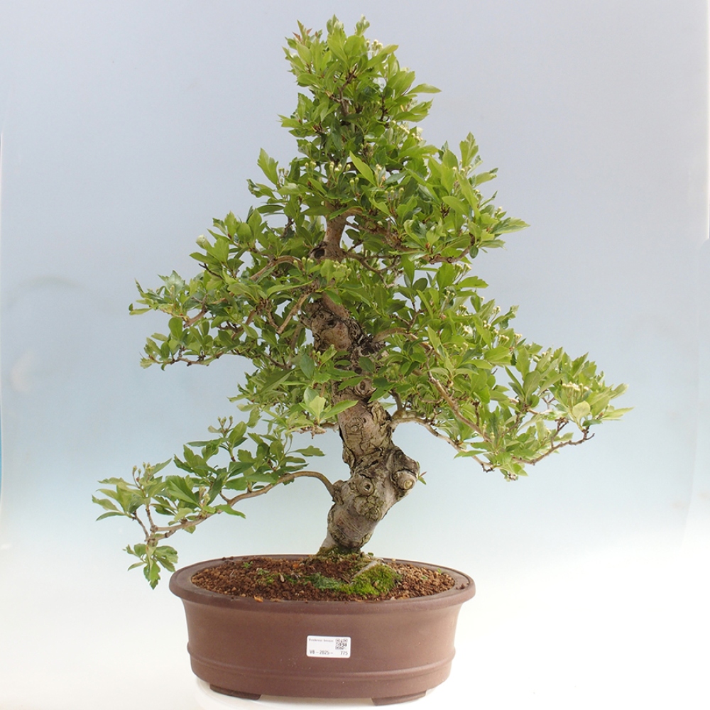 Vonkajší bonsai - Hloh klinovitý - Crataegus cuneata