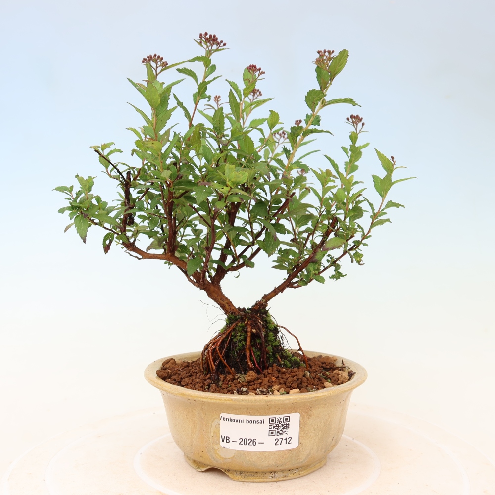 Vonkajší bonsai – spirea japonská – Spirea japonica Anthony Waterer