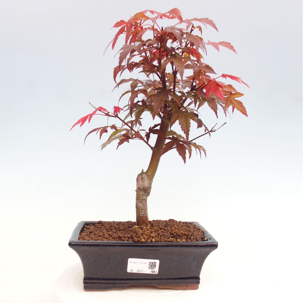 Vonkajší bonsai - Acer palm. Atropurpureum-Javor dlanitolistý