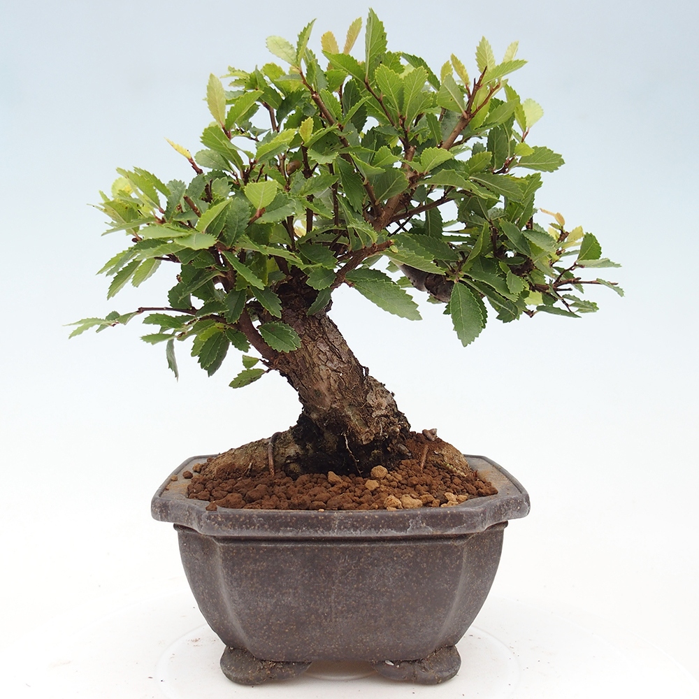 Vonkajšie bonsaje - Zelkova - Zelkova NIRE