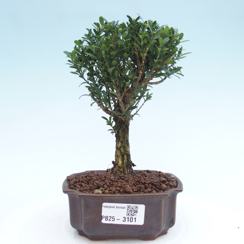 Izbová bonsai - Buxus harlandii -korkový buxus