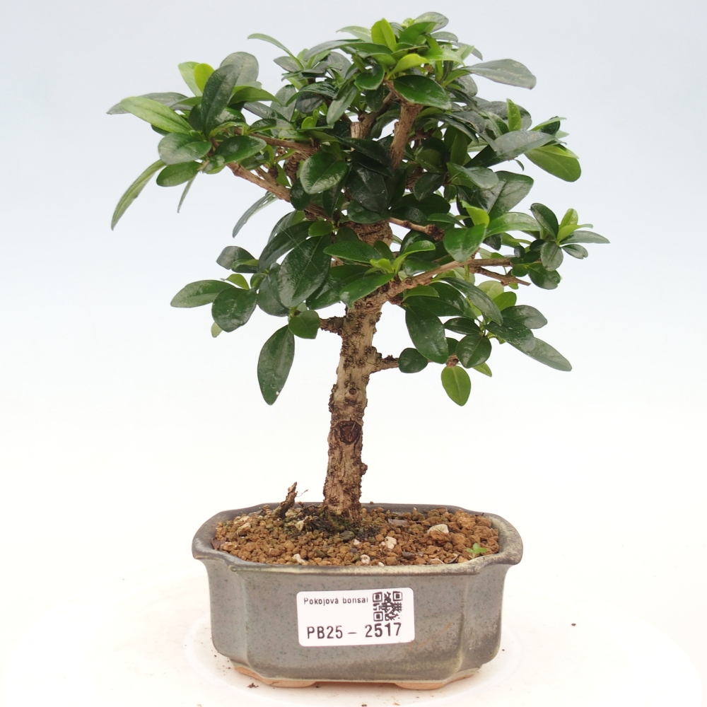 Izbová bonsai - Carmona macrophylla - Čaj fuki
