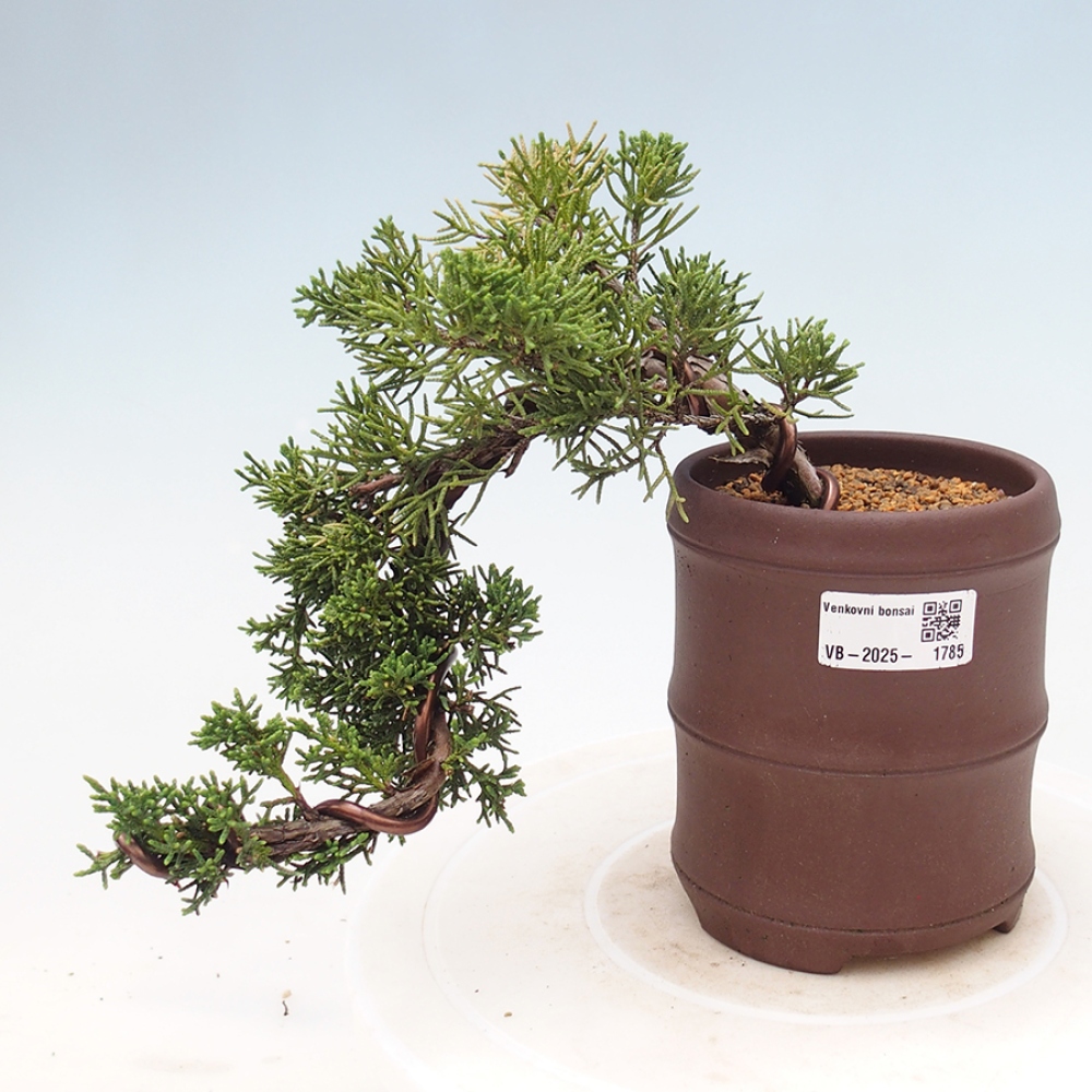 Vonkajší bonsai - Juniperus chinensis Kishu -Jalovec čínsky