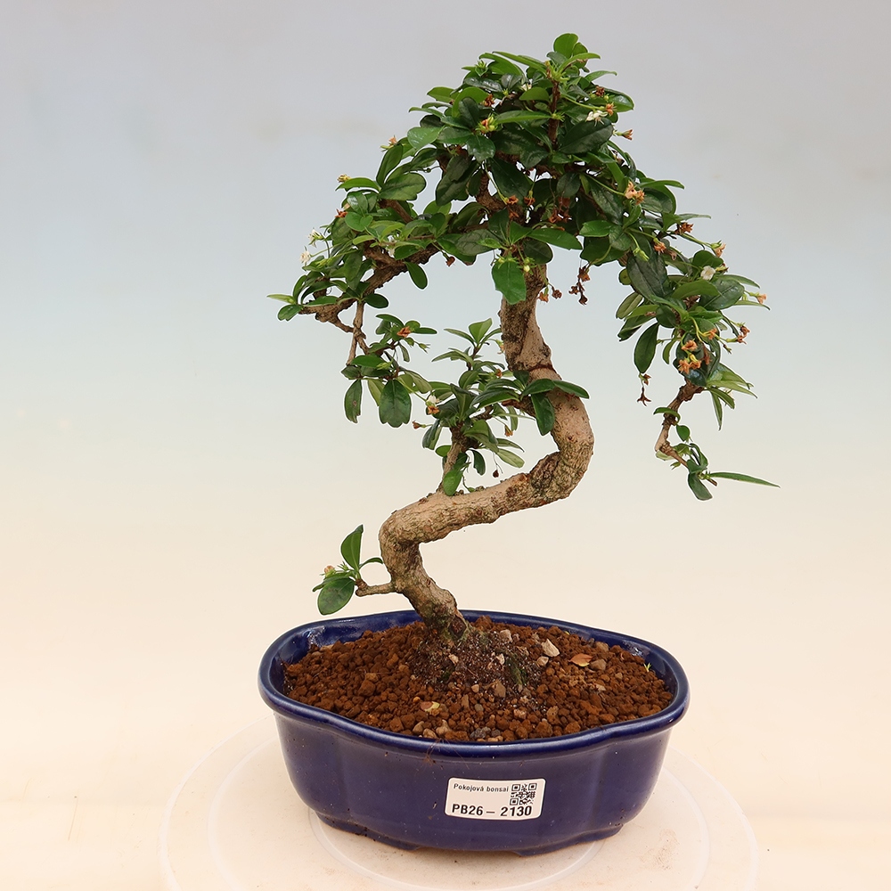 Izbové bonsaje - Carmona macrophylla - Tea fuki