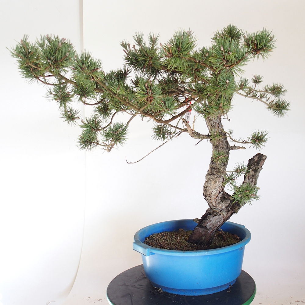 Yamadori - Pinus sylvestris Španielsko