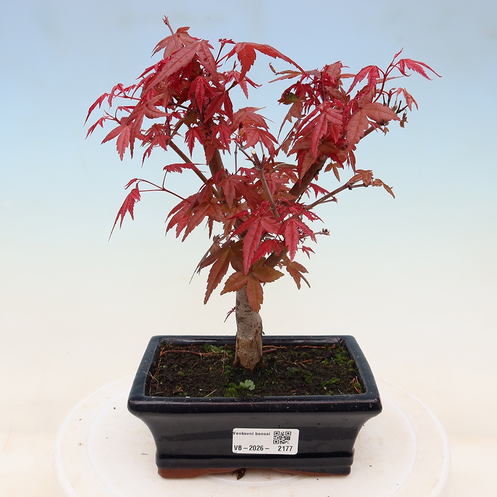Vonkajší bonsaj - Acer palmatum DESHOJO