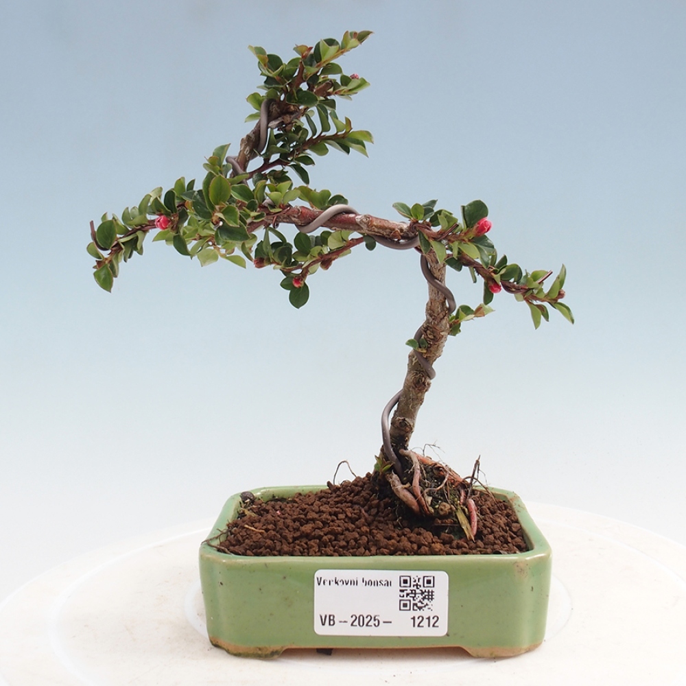 Vonkajší bonsai - Cotoneaster horizontalis - Skalník