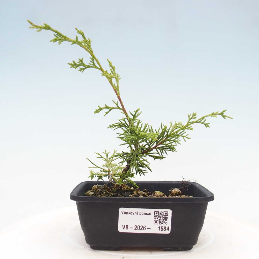 Vonkajší bonsaj - Juniperus chinensis Itoigawa