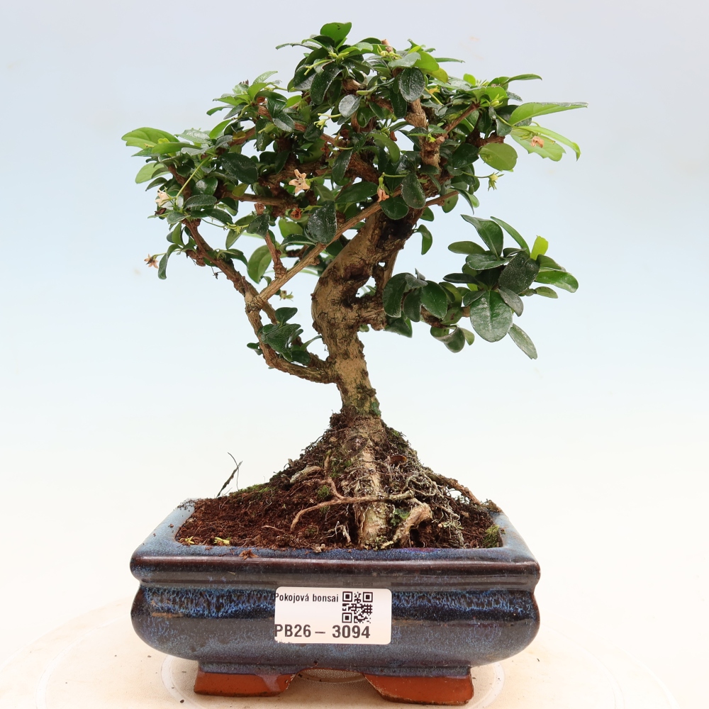 Izbové bonsaje - Carmona macrophylla - Tea fuki