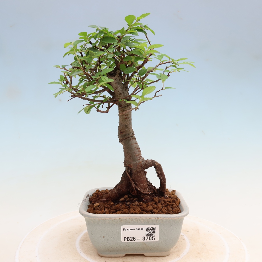 Izbový bonsaj - Ulmus parvifolia - brest malolistý