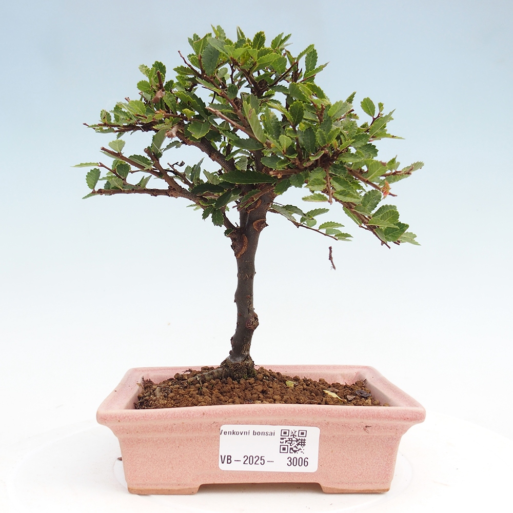 Vonkajší bonsai - Ulmus parvifolia Sagei - Malolistý brest