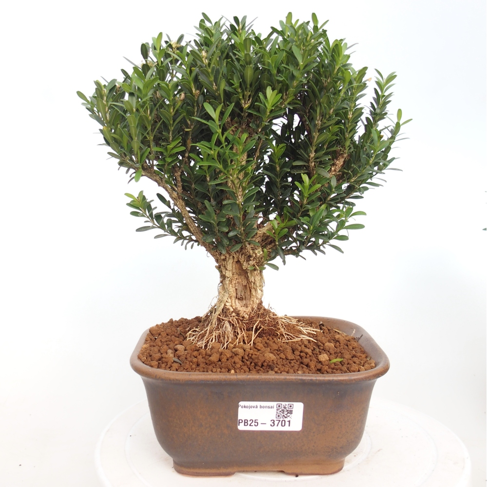 Izbová bonsai - Buxus harlandii - korkový buxus