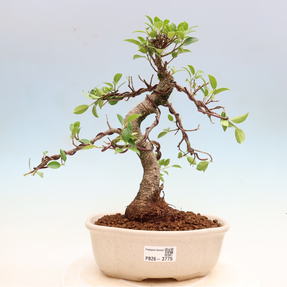Izbové bonsaje - Ficus kimmen - drobnolistý fikus