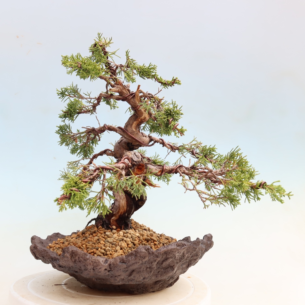 Vonkajší bonsai – Juniperus chinensis Itoigawa – čínsky jalovec