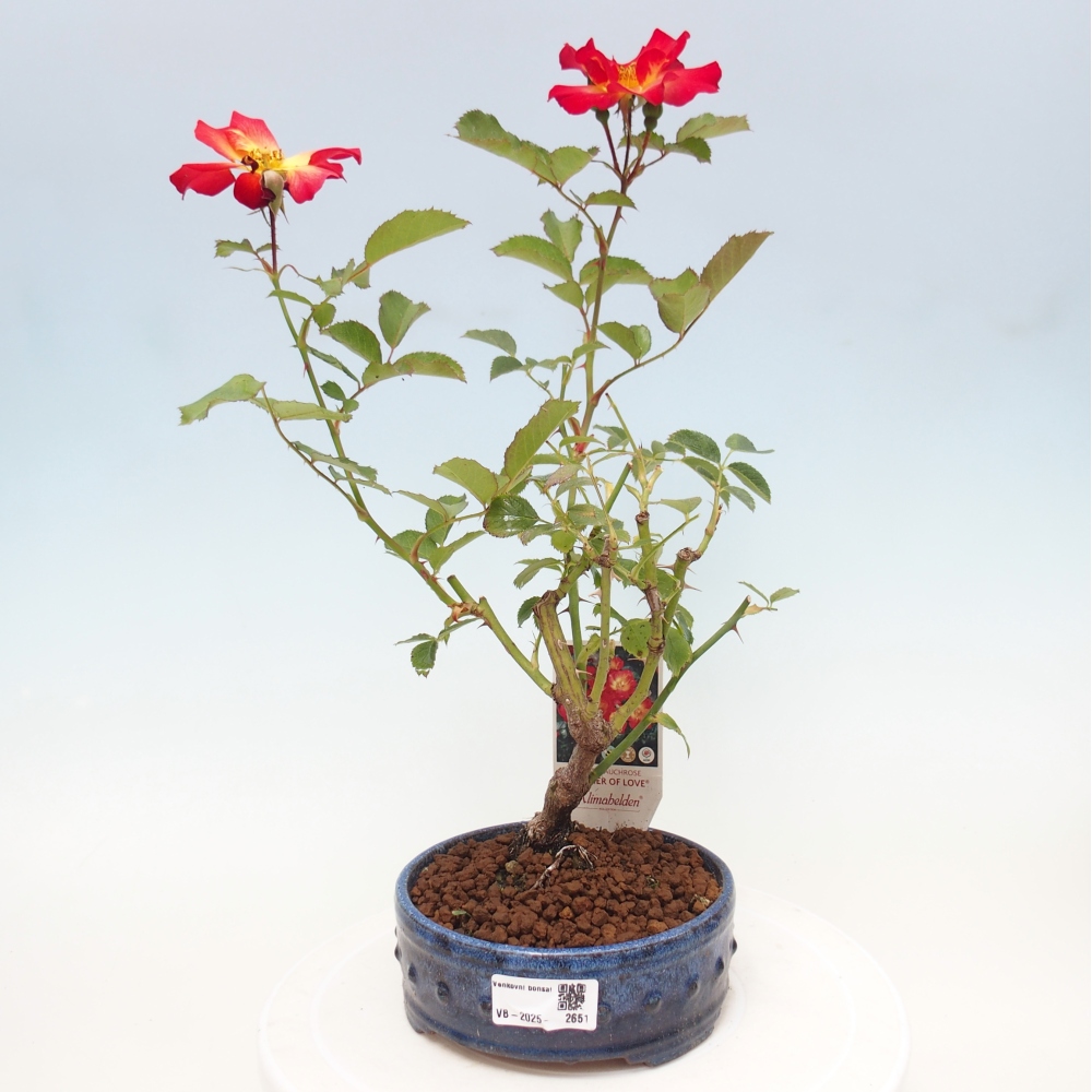 Vonkajší bonsai - Rosa Kordes - ruža