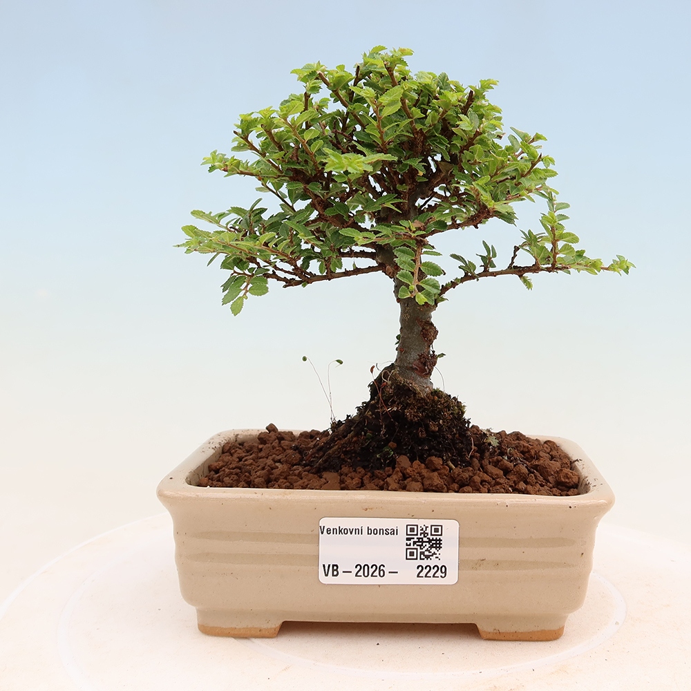 Vonkajší bonsai – Ulmus parvifolia Sagei – javor malolistý
