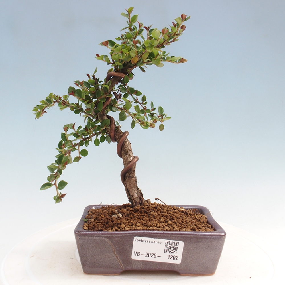 Vonkajší bonsai-Cotoneaster horizontalis - Skalník