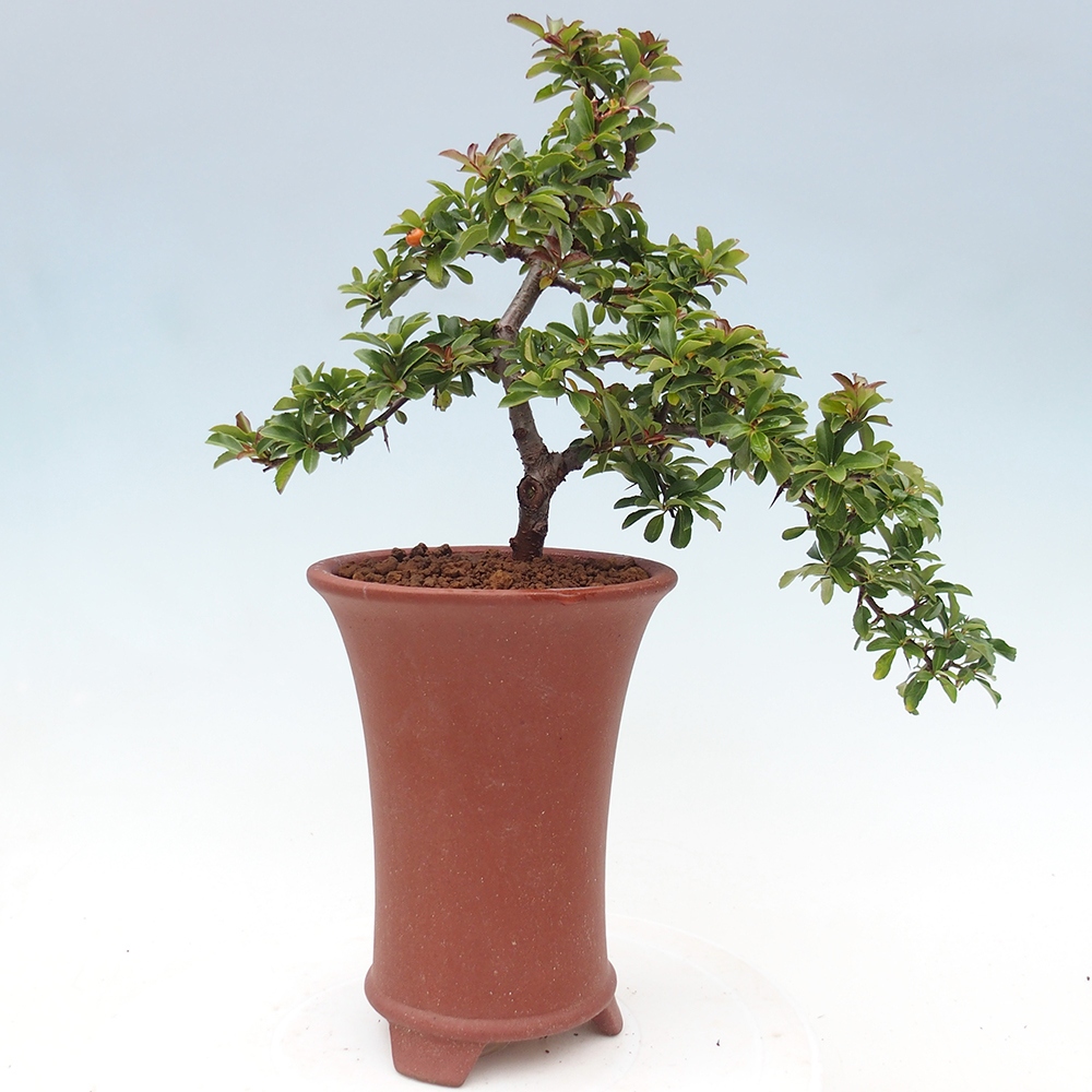 Vonkajšie bonsaje-Pyracantha Teton -Hlox