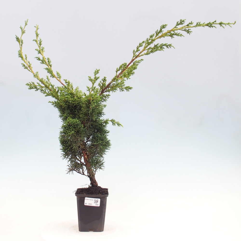 Vonkajší bonsaj - Juniperus chinensis Kishu