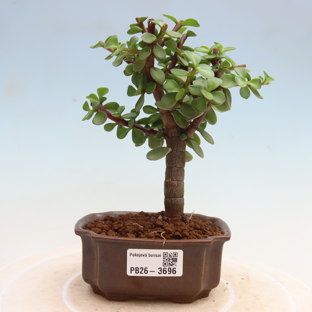 Izbové bonsaje - Portulakaria Afra - Tlustice