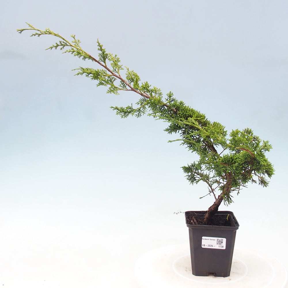 Vonkajší bonsaj - Juniperus chinensis Itoigawa
