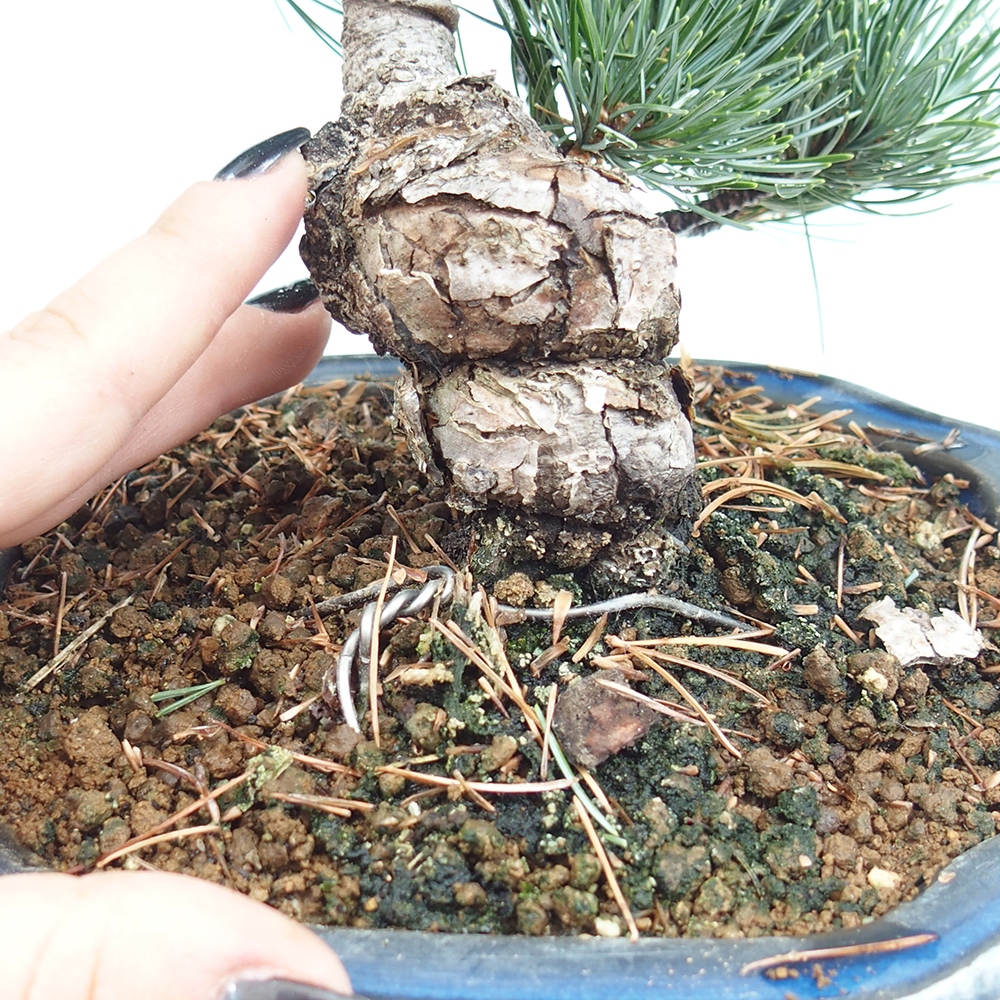 Vonkajšie bonsai - Pinus parviflora - Borovica drobnokvetá