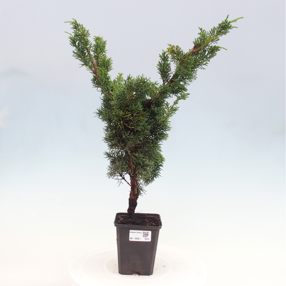 Vonkajší bonsaj - Juniperus chinensis Kishu