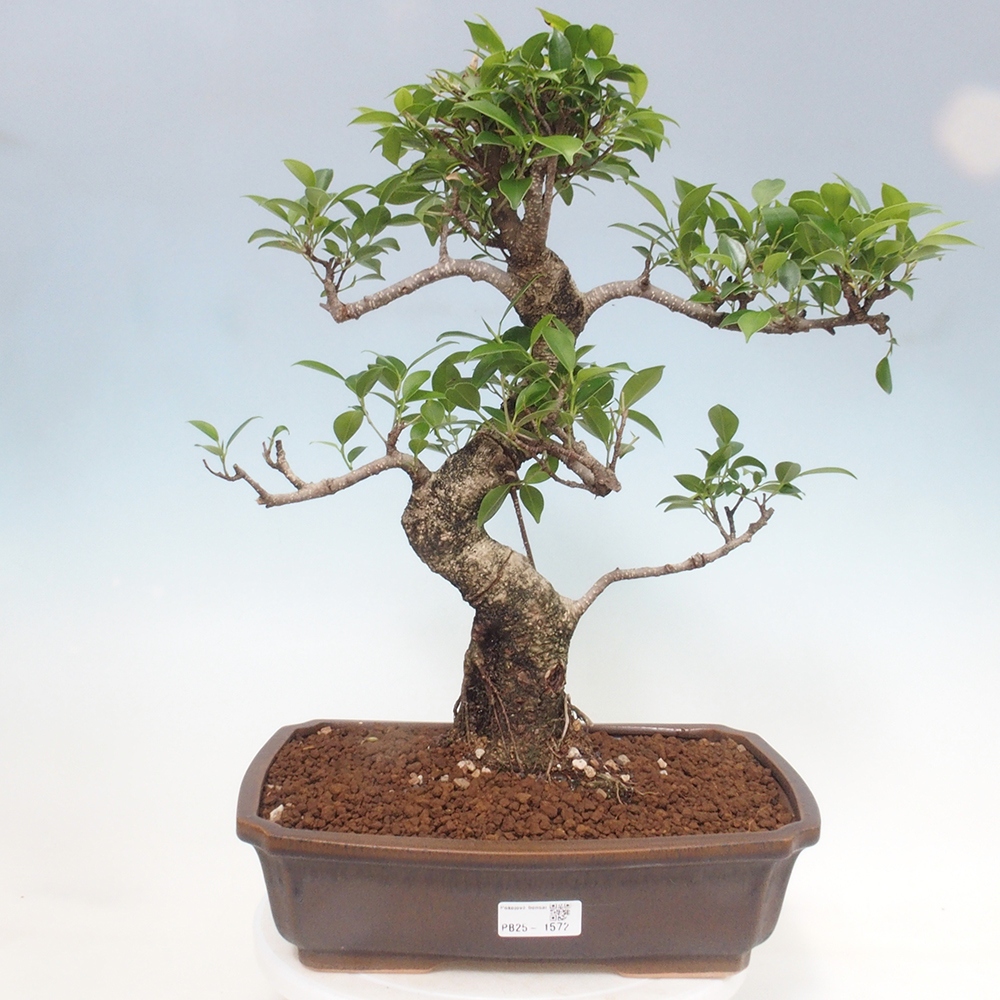 Izbová bonsai - Ficus kimmen - malolistý fikus