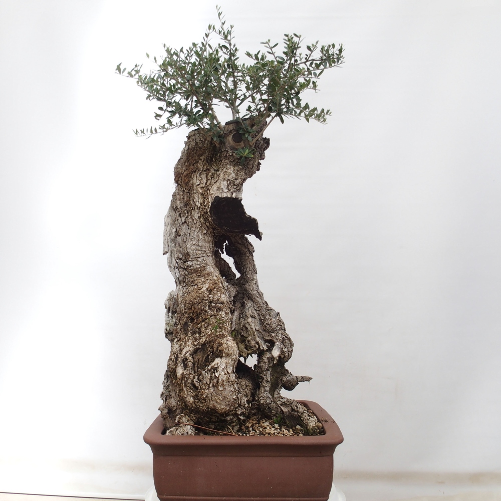Izbová bonsai - Olea europaea sylvestris -Oliva evropská drobnolistá