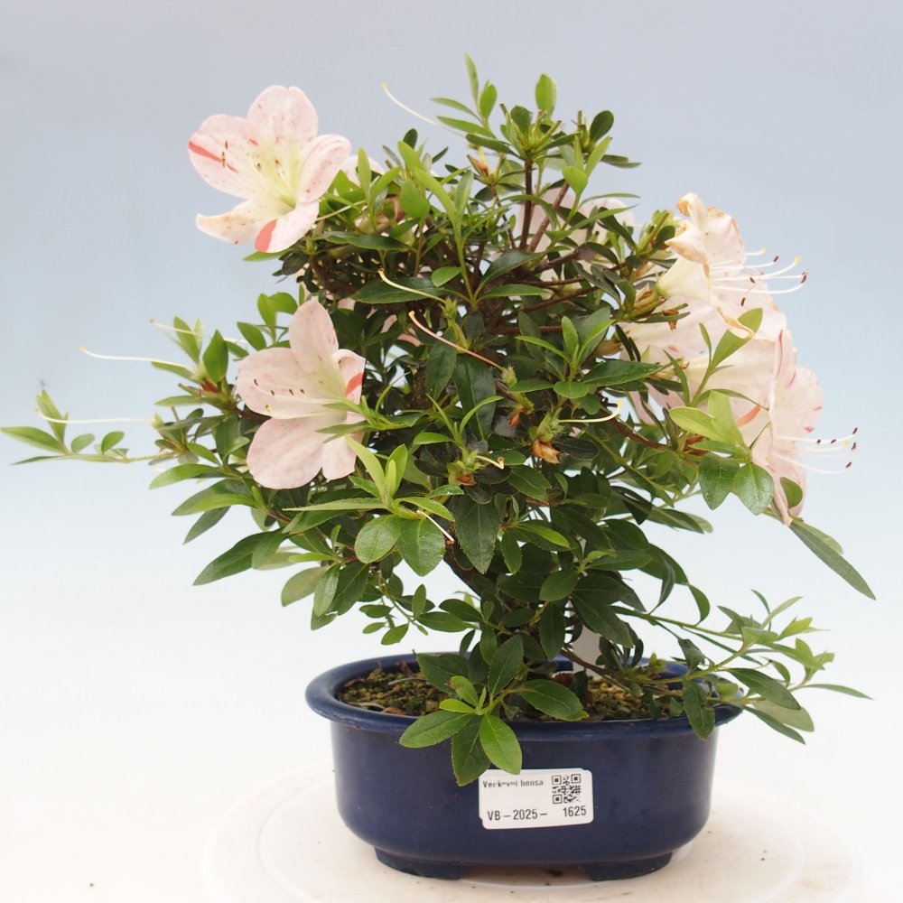 Vonkajší bonsai - Japonská azalka -  Azalea Asazakura