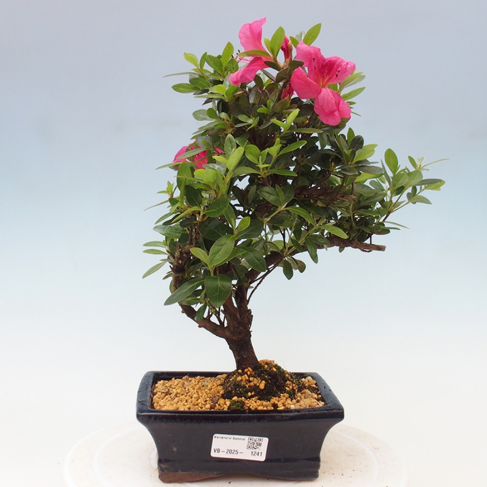 Vonkajší bonsai - Japonská azalka - Azalea sp.