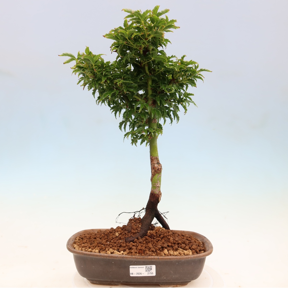 Vonkajšia bonsaj -Javorská palma Acer palmatum Shishigashira
