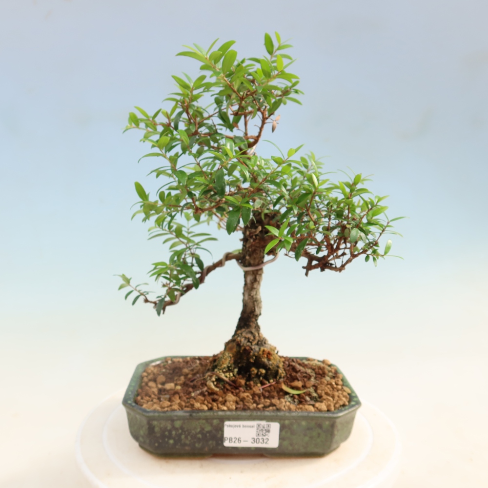 Izba bonsai – Myrtus communis – myrta obyčajná