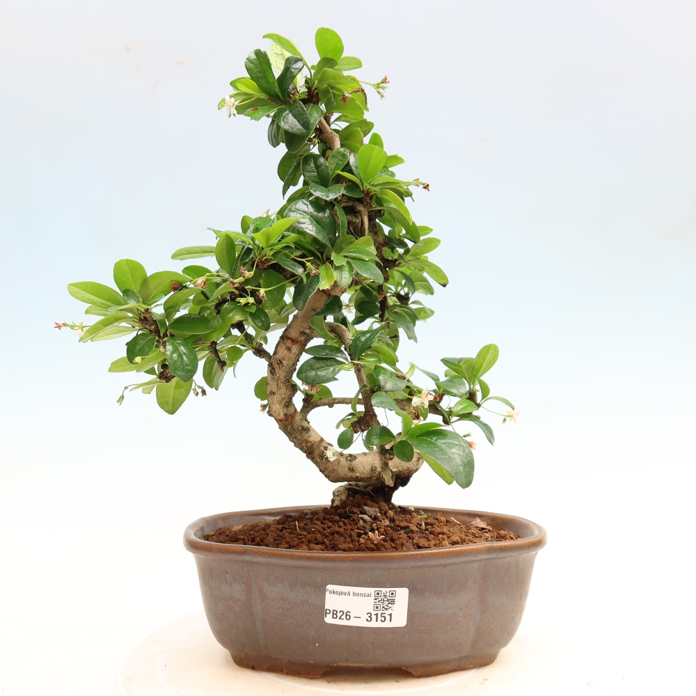 Izbové bonsaje - Carmona macrophylla - Tea fuki
