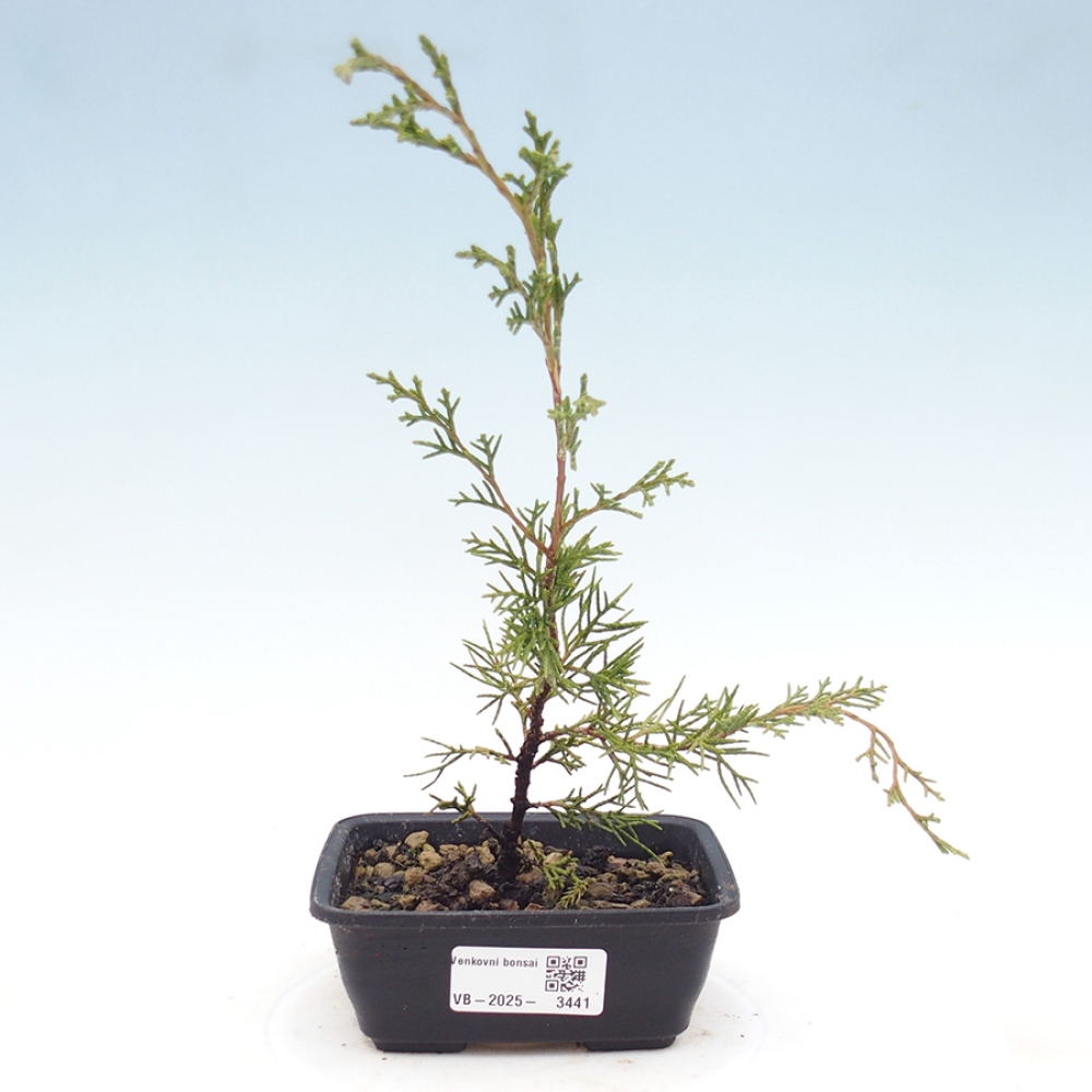 Vonkajší bonsaj - Juniperus chinensis Itoigawa