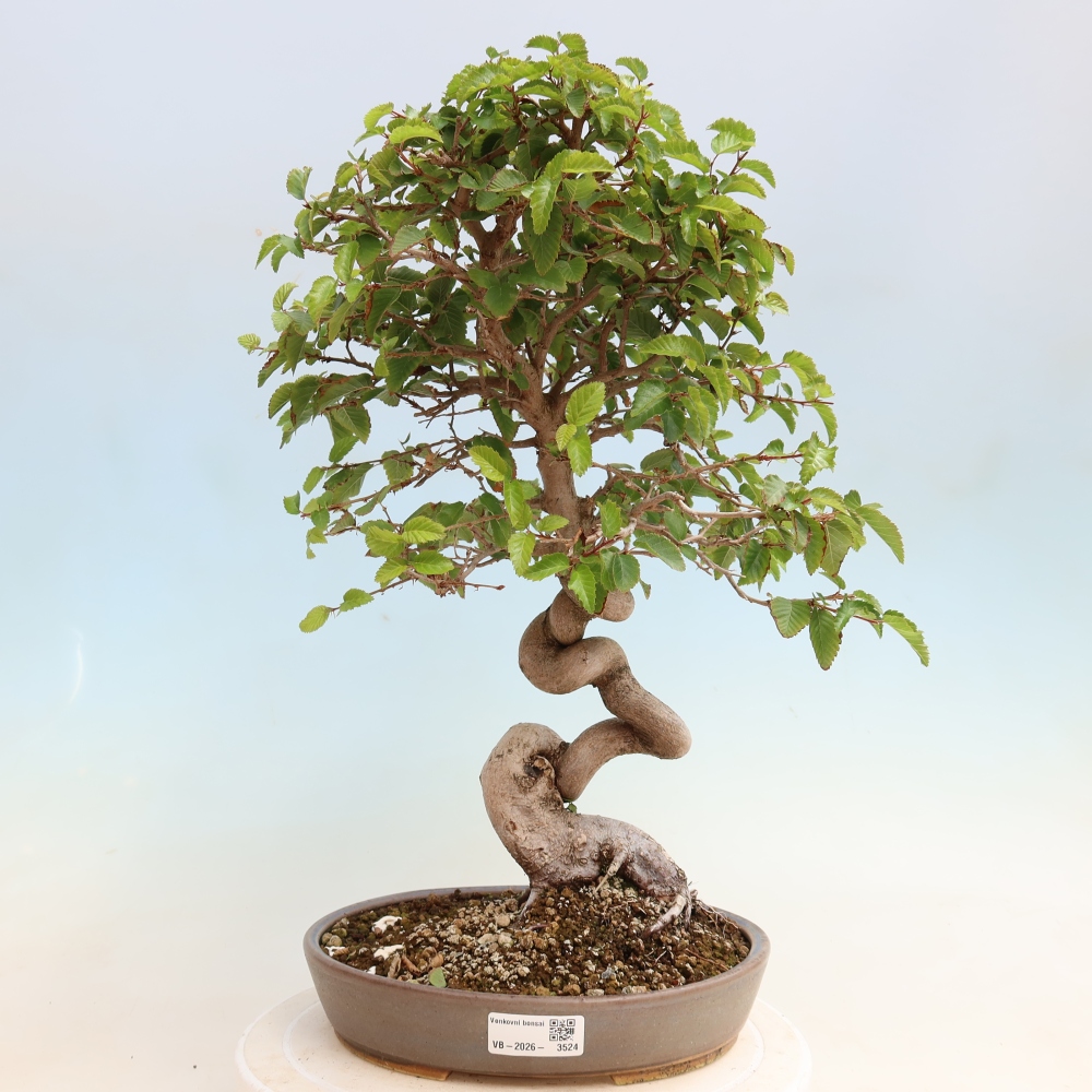 Vonkajšie bonsaje -Carpinus CARPINOIDES - Hrab kórejský