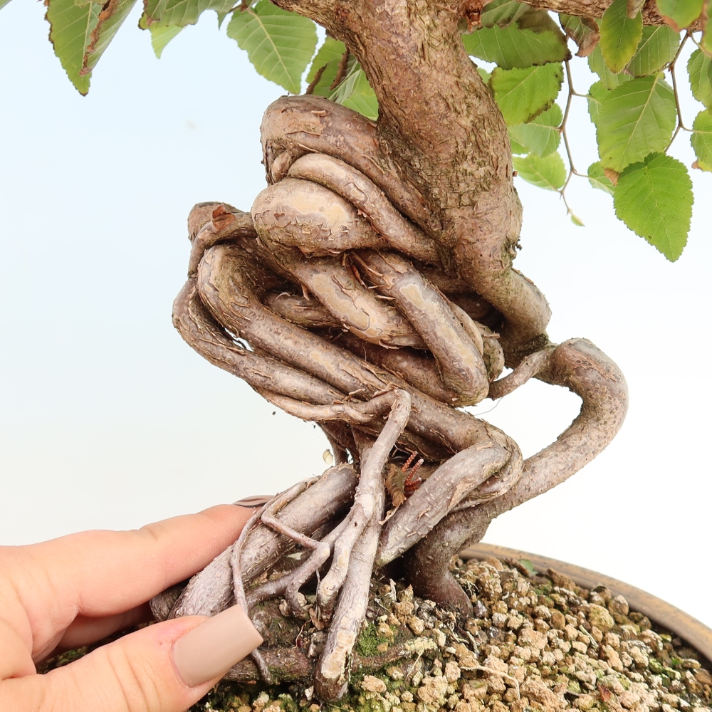 Vonkajšie bonsaje -Carpinus CARPINOIDES - Hrab kórejský