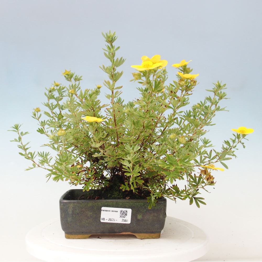 Vonkajšia bonsai-Nátržník krovitá - potentila fruticosa yellow Bird