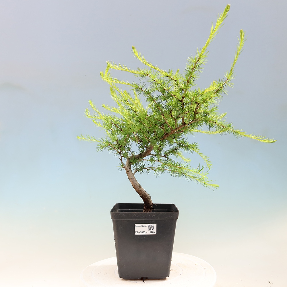 Vonkajšie bonsaje -Larix decidua - Smrekovec