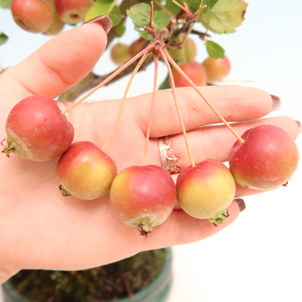 Vonkajší bonsai -Malus halliana - Maloplodá jabloň