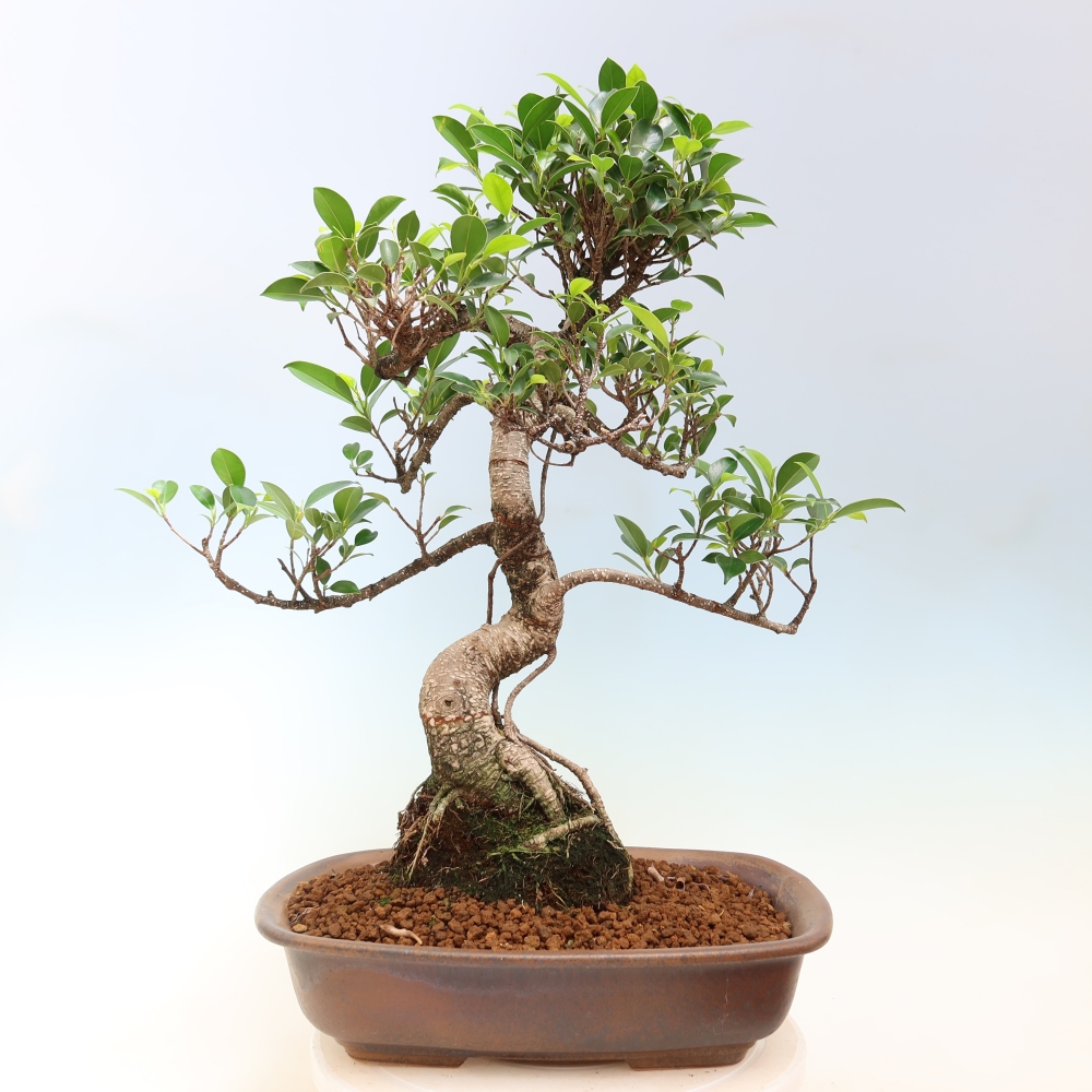 Izbové bonsaje - Ficus kimmen - drobnolistý fikus